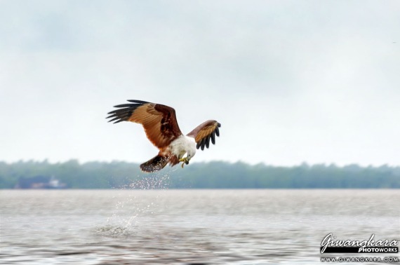 The Brahminy Kite / Elang Bondol / Burung Garuda (Haliastur indus)